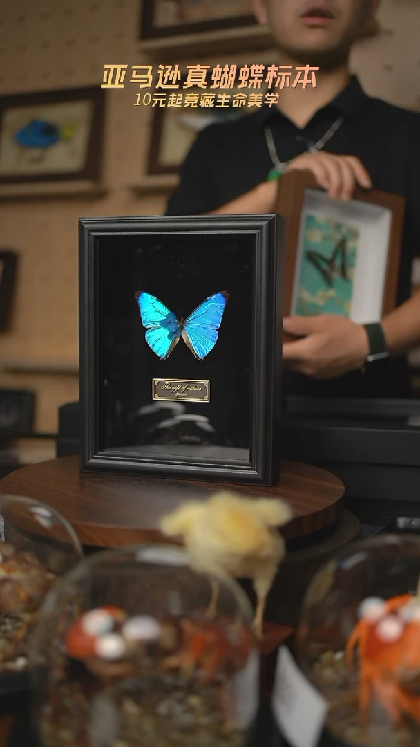划****菌蝴蝶标本摆件拍卖K240
