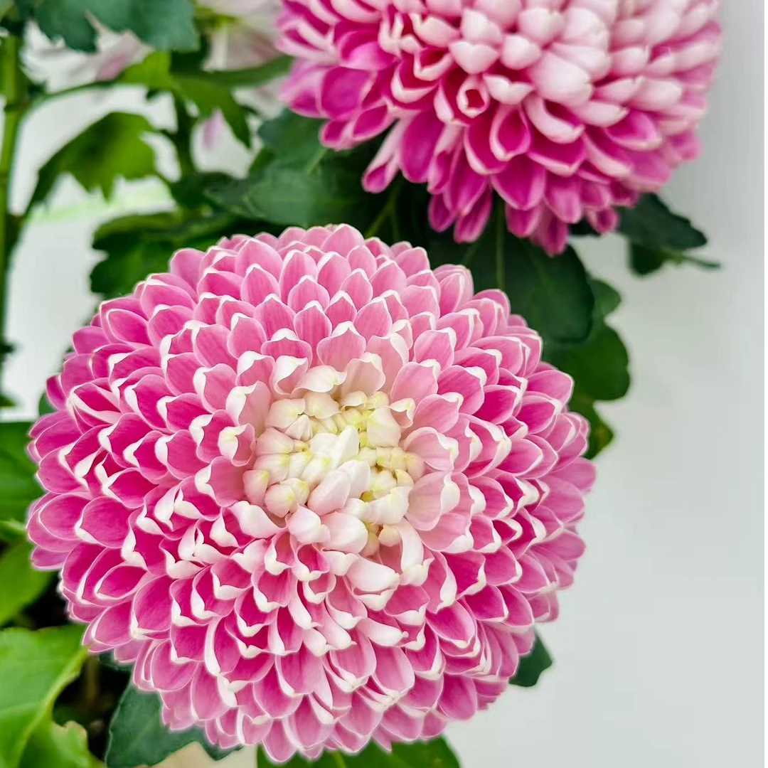 醉梦秀 小菊盆栽菊 庭院阳台耐热耐寒花期长花量大 新手易养护