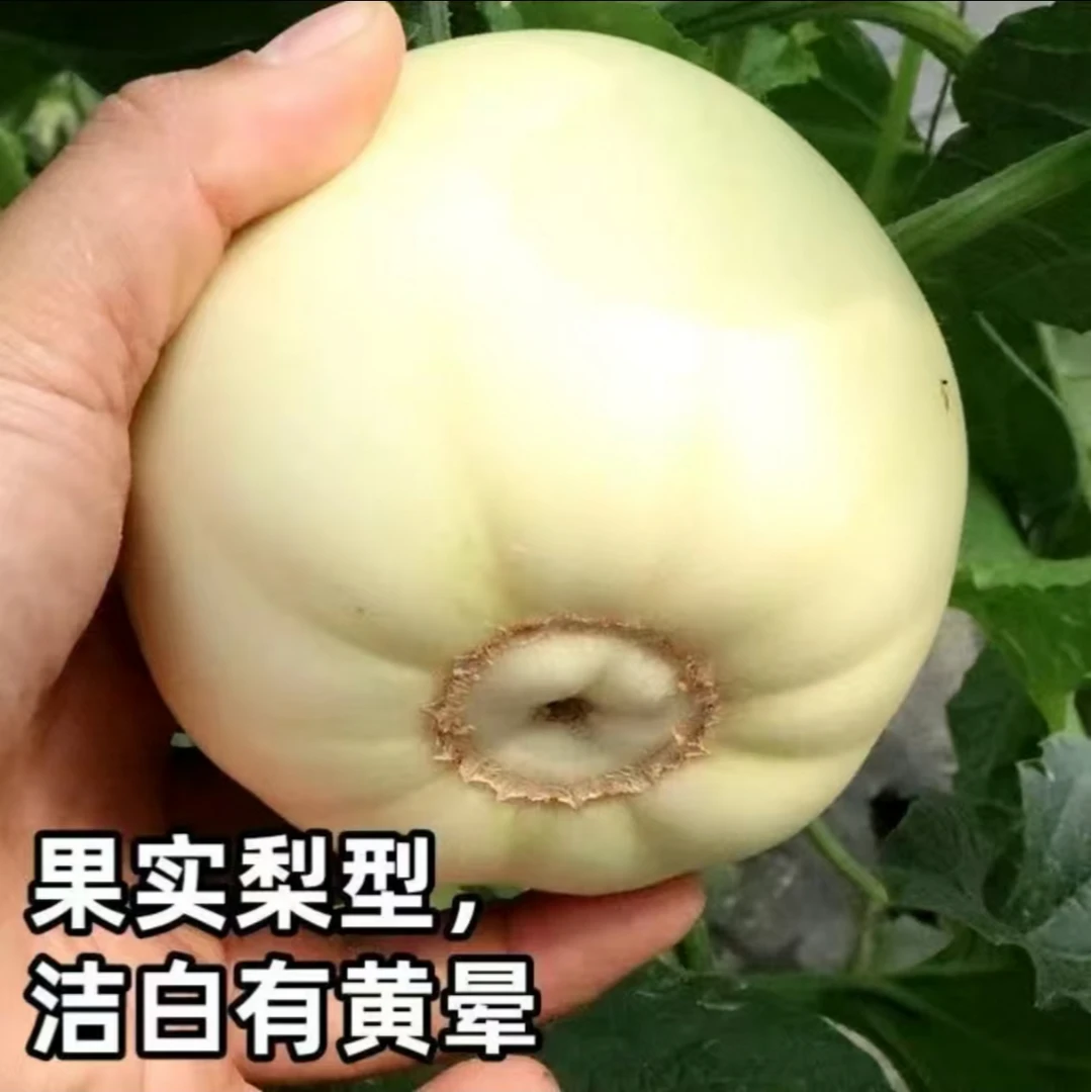 【甜香瓜种子】四季种植盆栽地栽阳台小院种植