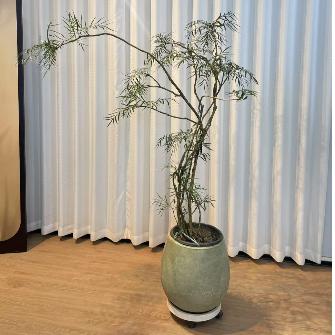 十大功劳绿植室内中古禅意茶室造景造型老桩客厅大型植物盆栽细叶