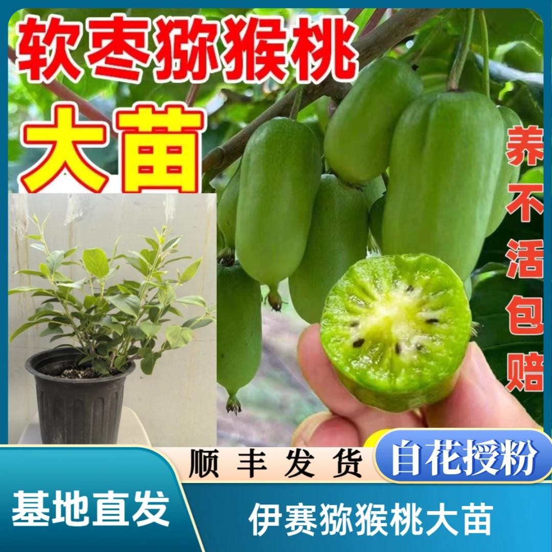 【抢！】伊赛软枣猕猴桃大苗自花授粉四季南北方盆栽阳台庭院