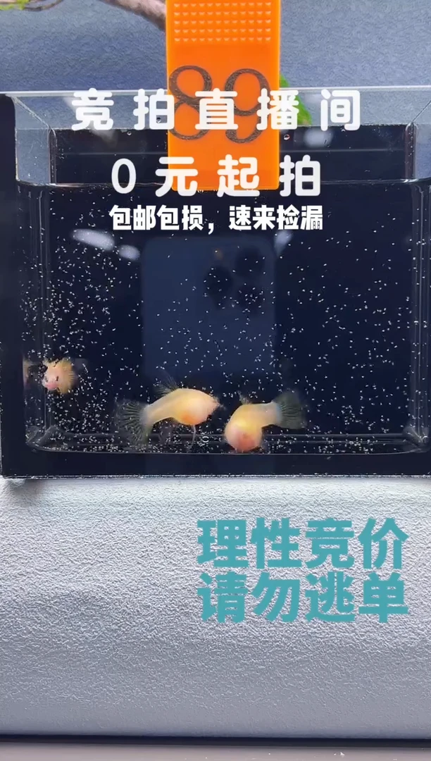 孔雀鱼粉红琉璃一公两母编号89