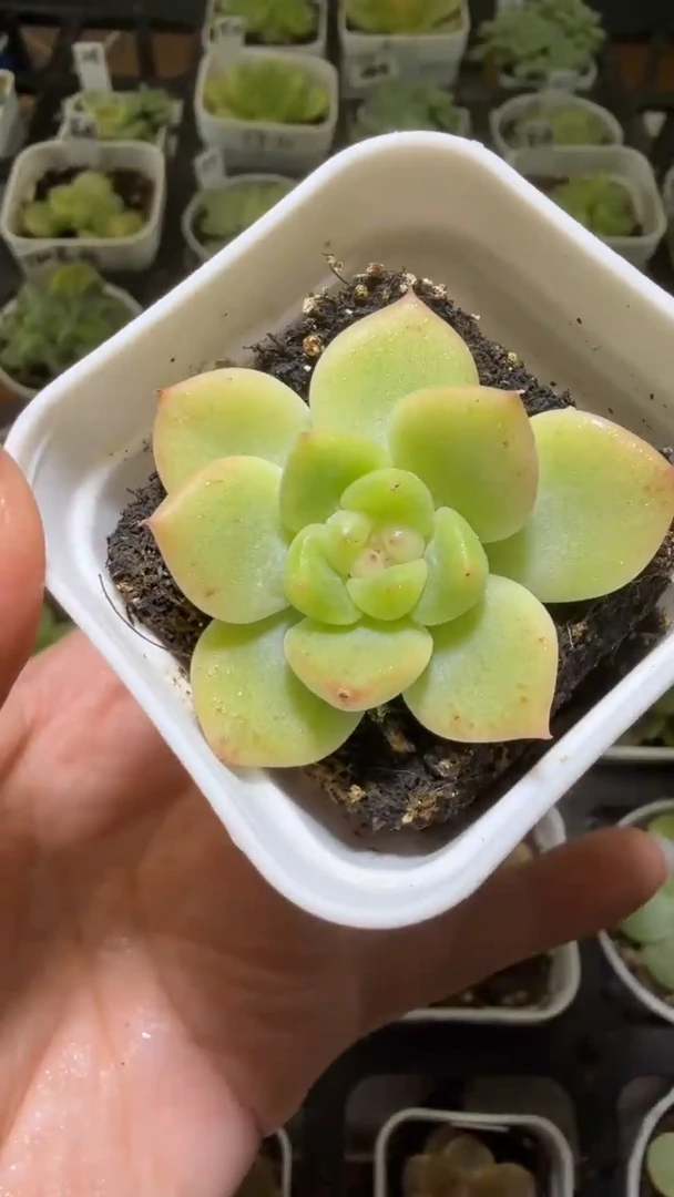 1349  T347多肉植物