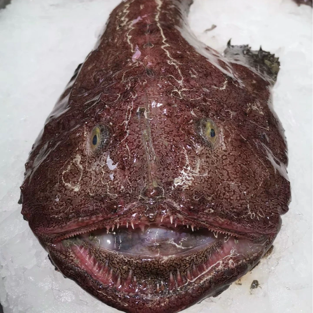 【石浦渔夫】安康鱼肉+鱼肚+鱼肝宁波东海海捕象山石浦发货顺丰包邮