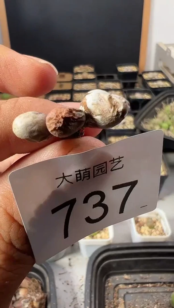一物一拍         737