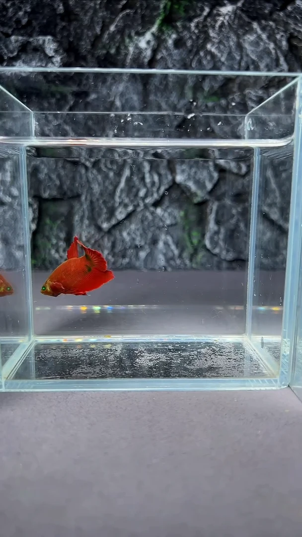 斗鱼竞拍链接A088