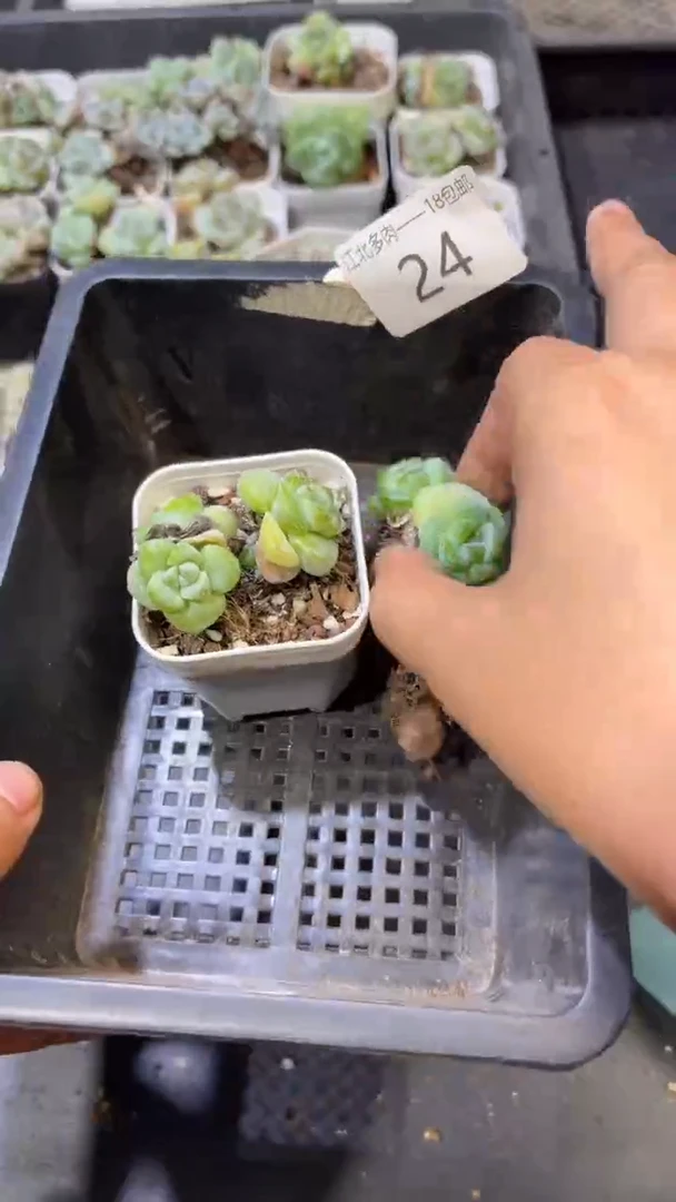 24号到手1框-江北一物一拍