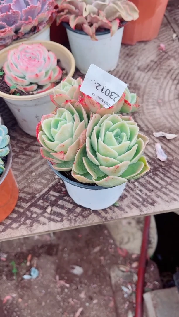 乖*兔跃跃精品多肉23012