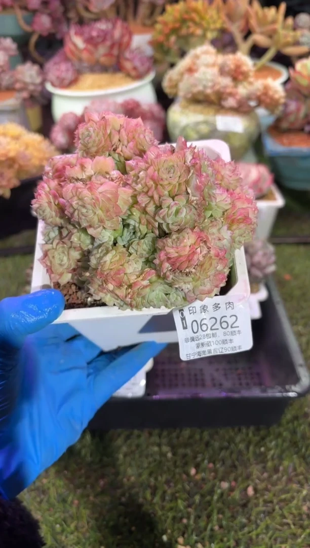 【闪购商品】06262