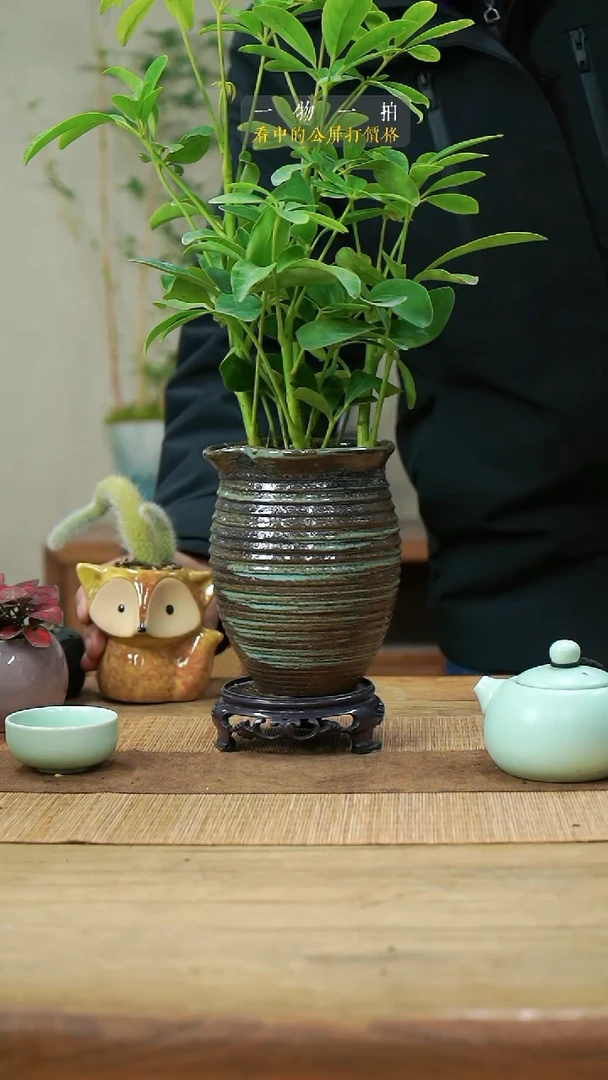 完全开放圆***圆鸭脚木166