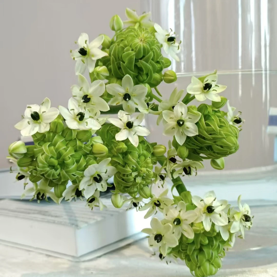 天鹅绒~小众花材（任满3单顺丰空运包邮）10%不售后