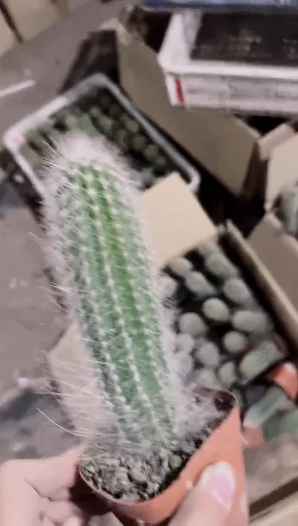 鹿角柱【实生根】10-15cm