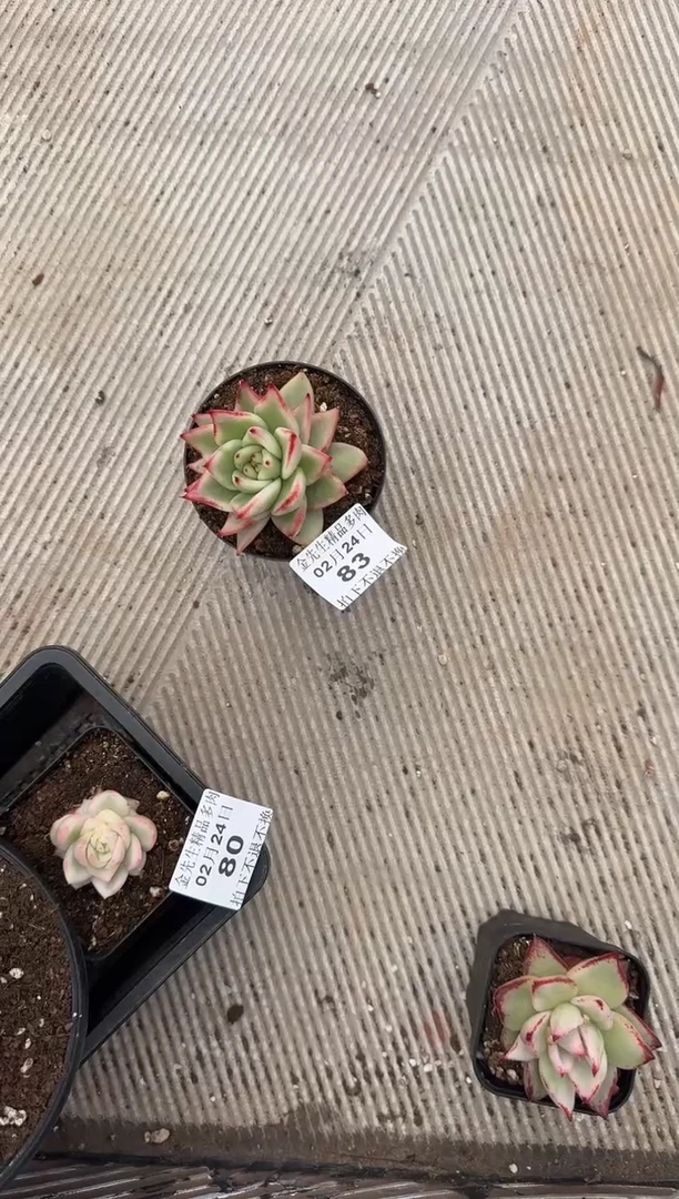 【闪购商品】0224-83荼杆玛利亚锦（大魔王专拍）