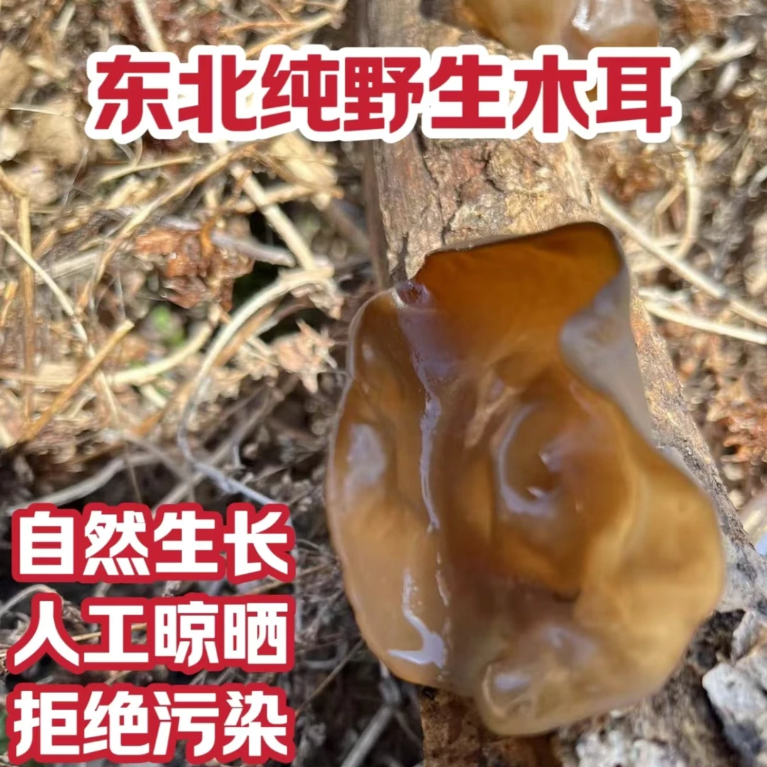 【野生木耳】东北深山采摘椴木无干燥剂自然晾晒木耳正宗东北黑木耳
