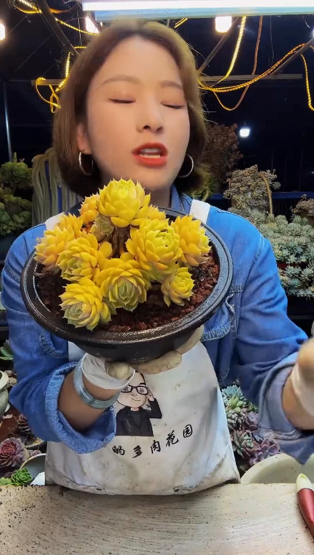鹿****派小树昂斯诺一物一拍