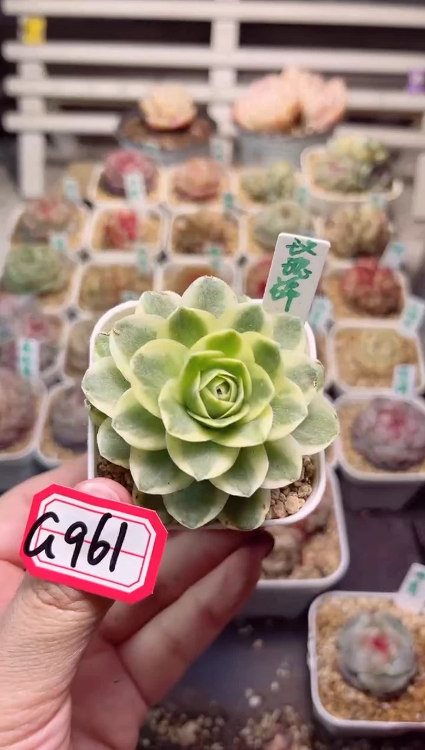 【闪购商品】G961山地玫瑰金一物一拍