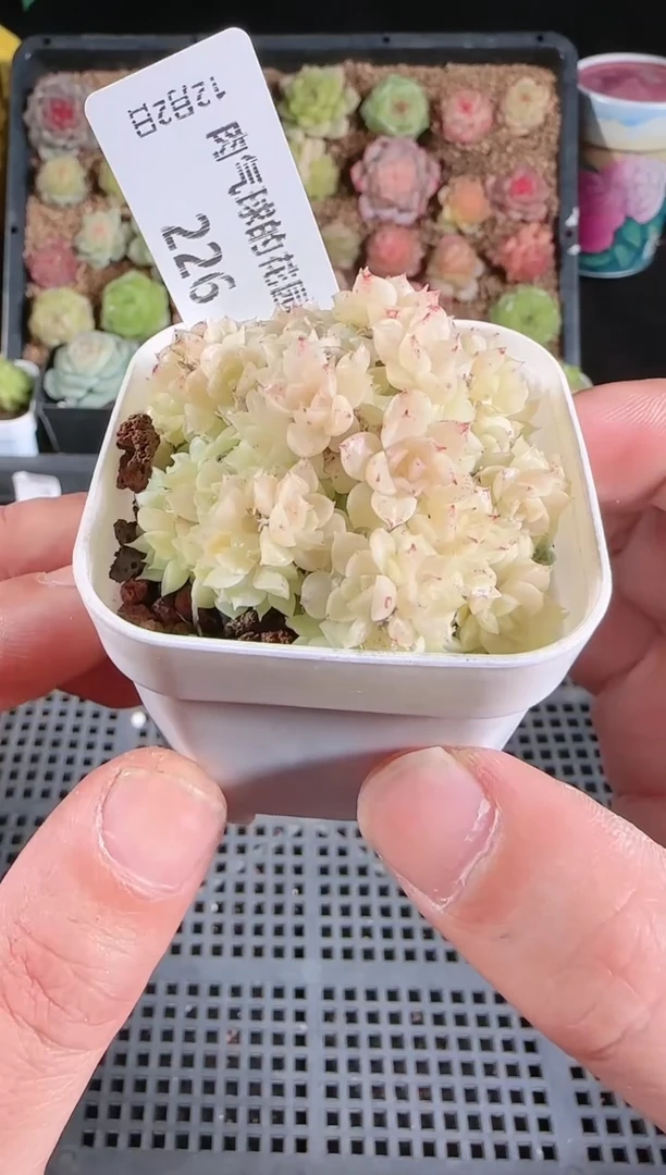 1202-226多肉群生不包整