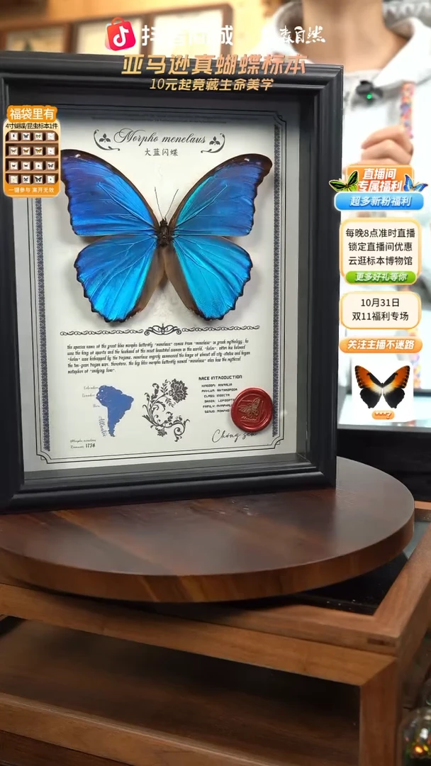 大蓝闪蝶豪华版10寸欧式框（带证书）