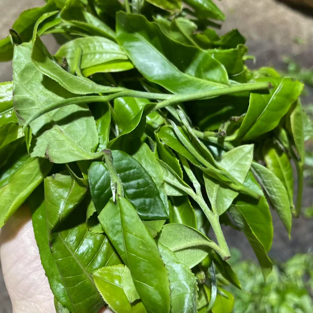 帕沙古树茶2025年明前茶