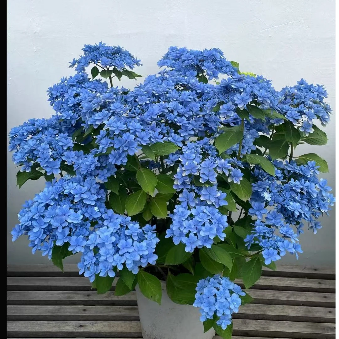 【佳辰小姐 带盆 不带花 老桩】 云南露天种植绣球原盆原土基地直发