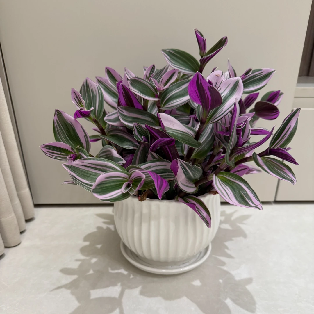 婚礼油画吊兰盆栽室内绿植好养易活四季观叶花卉