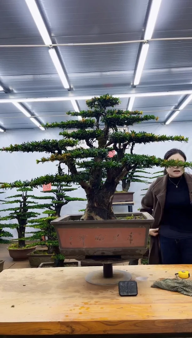 无花朵一物一拍，所见即所得