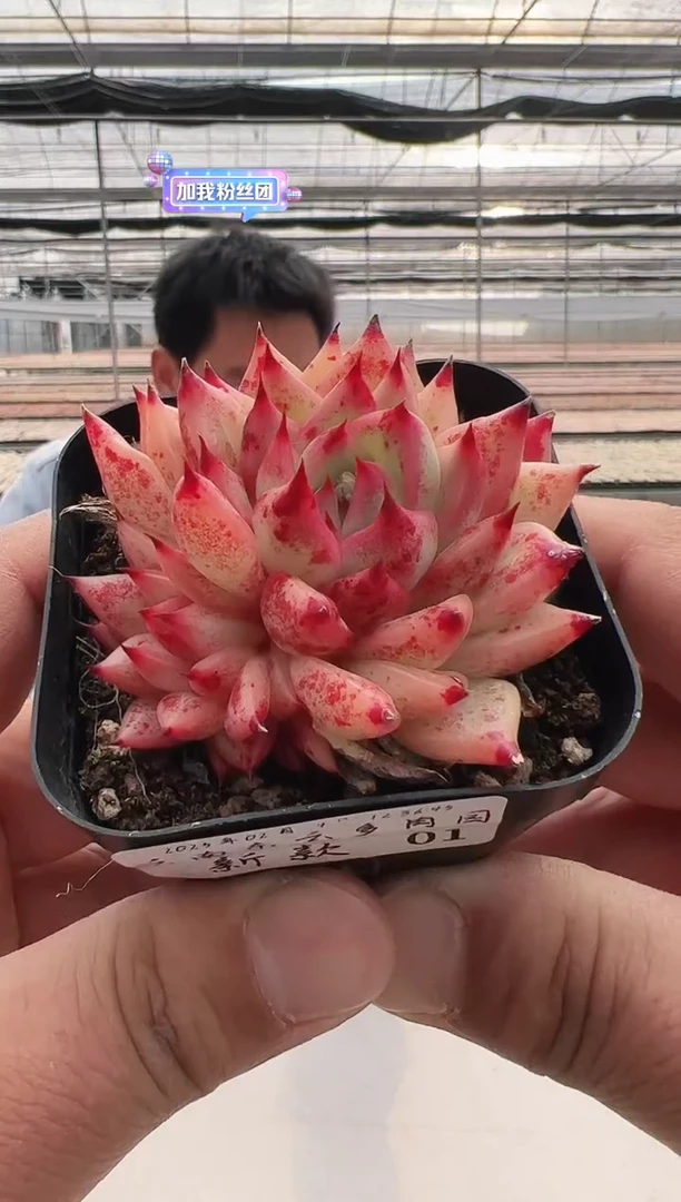 【闪购商品】新款多肉-1