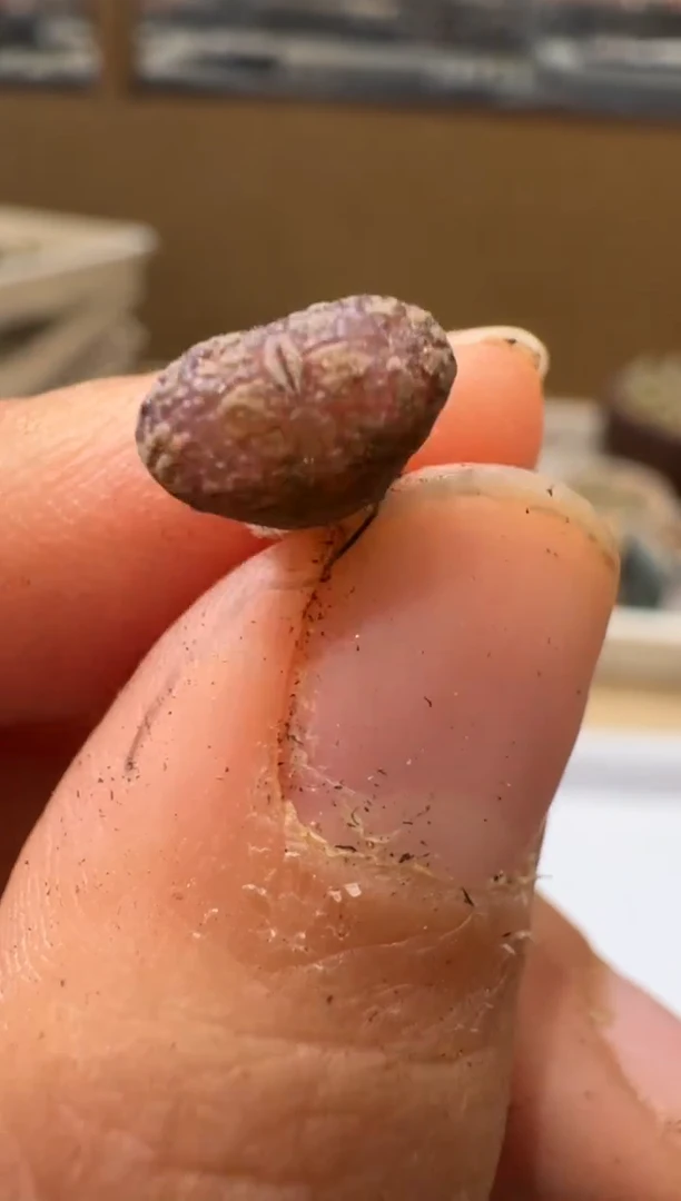 多肉植物肉锥4-25泡泡鱼子酱