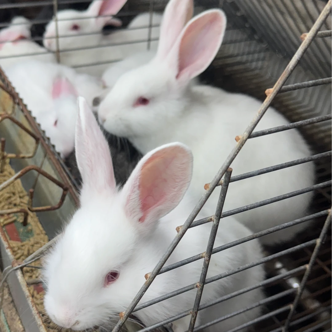 一只福利兔顺丰包邮