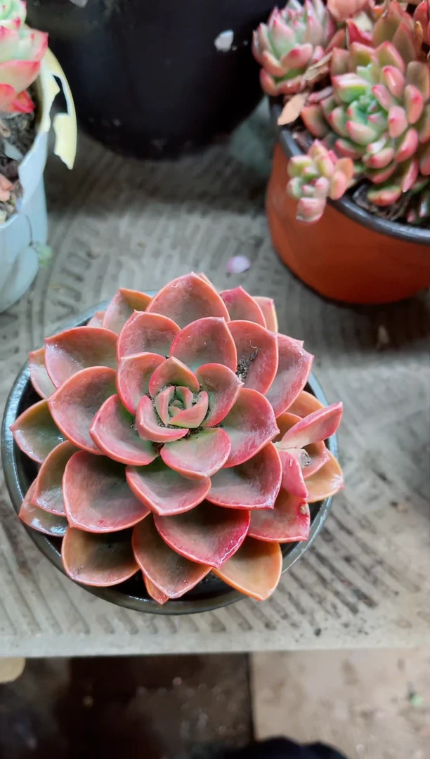 【闪购商品】05054