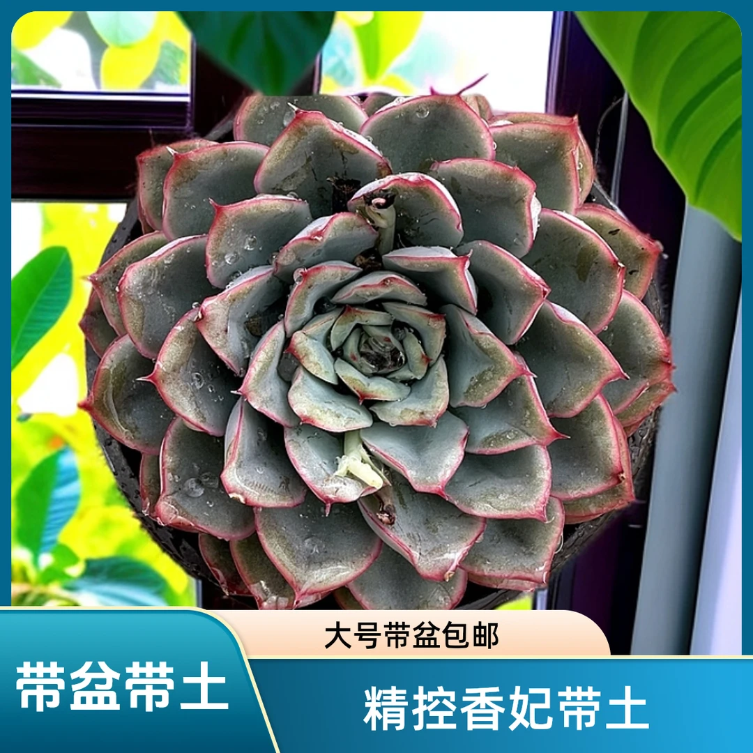 猎户座 莲花座经典品 带盆带土（任意两单包邮）