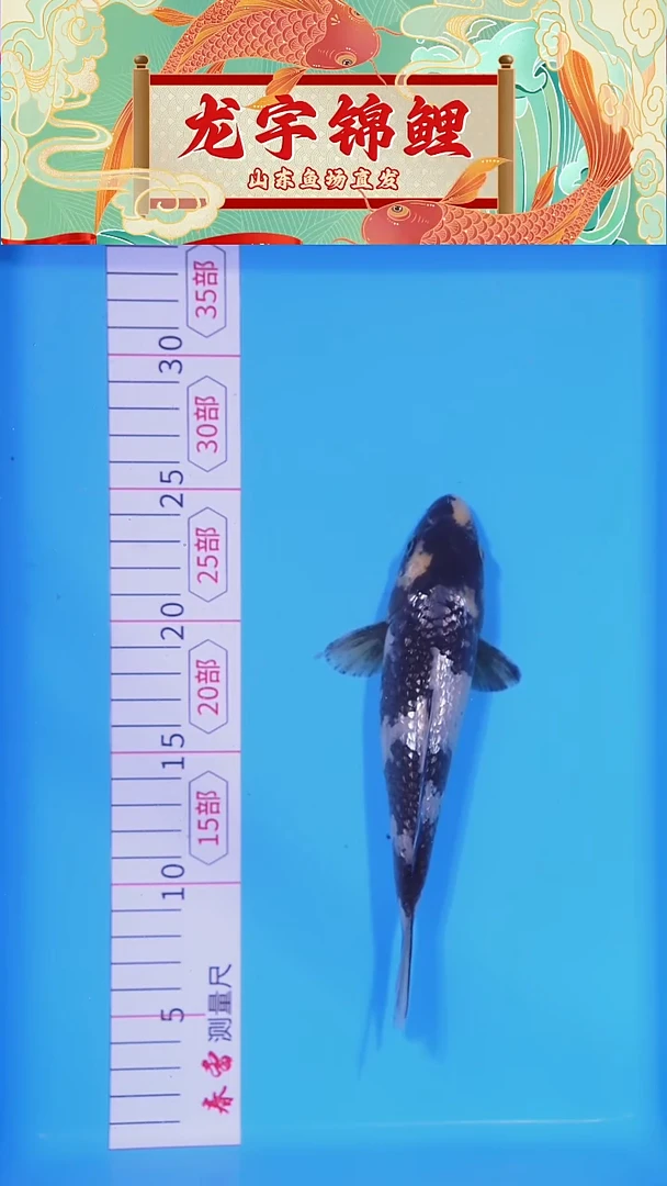 锦鲤121406银鳞白写20公分