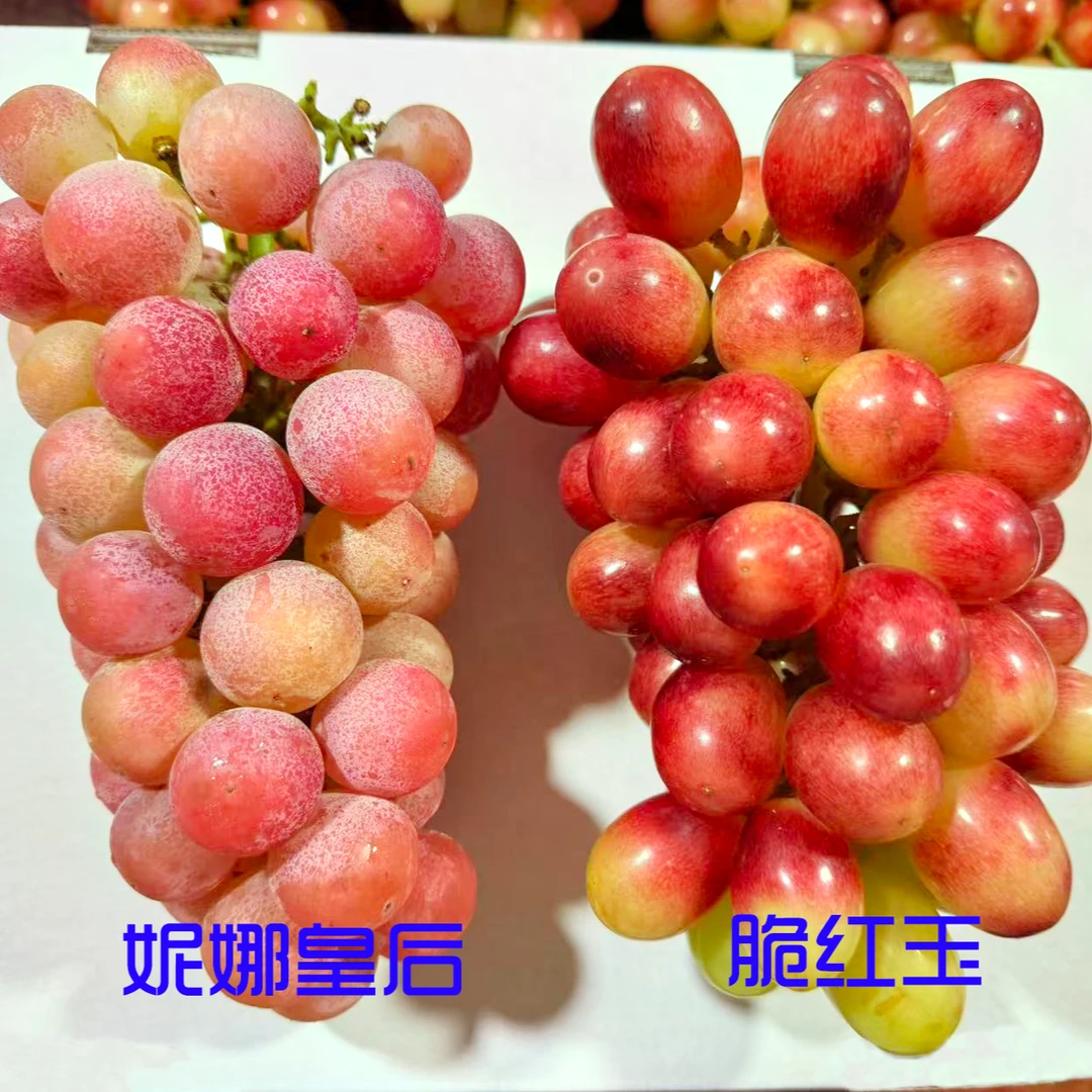 脆红玉+妮娜皇后混合装葡萄 净重3斤【顺丰包邮 】盒装发货送礼新鲜