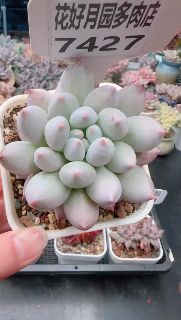 【闪购商品】7427.