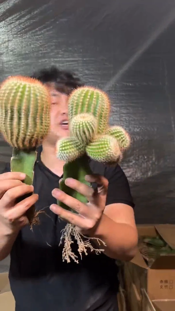 3颗 大号南国玉【嫁接】