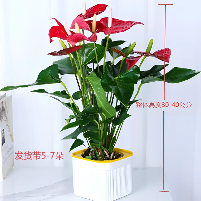【5-7朵】红掌盆栽带花苞室内四季开花耐荫好养绿植花卉