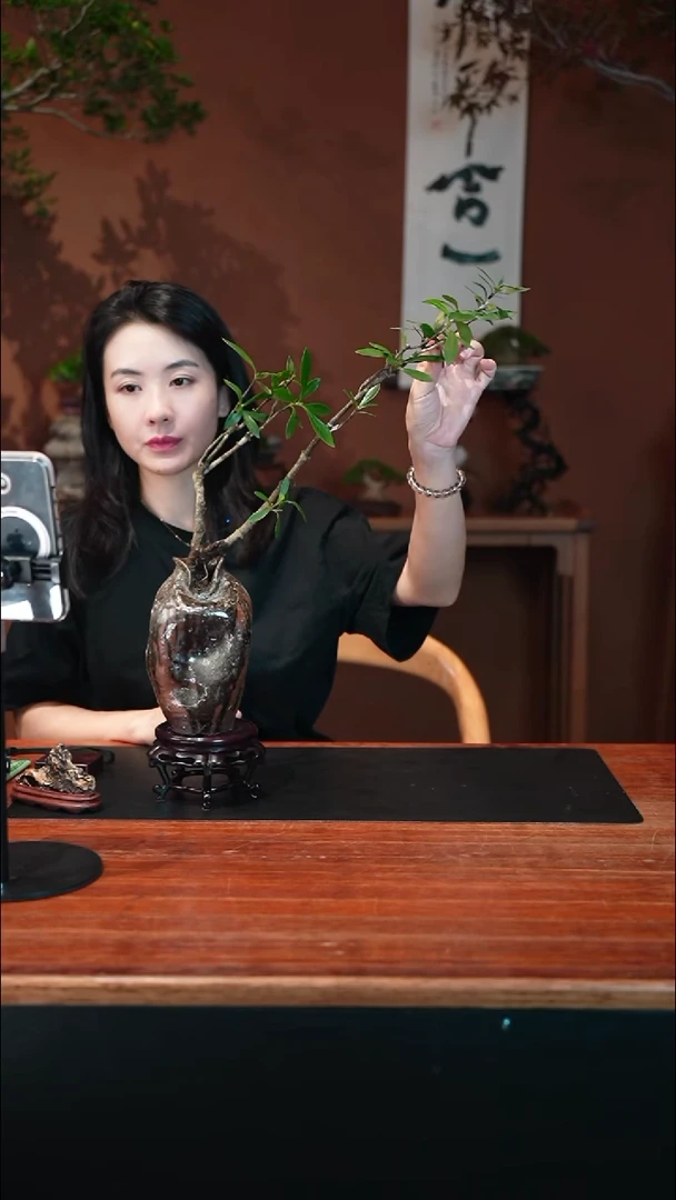 无花朵水培栀子花盆景盆景