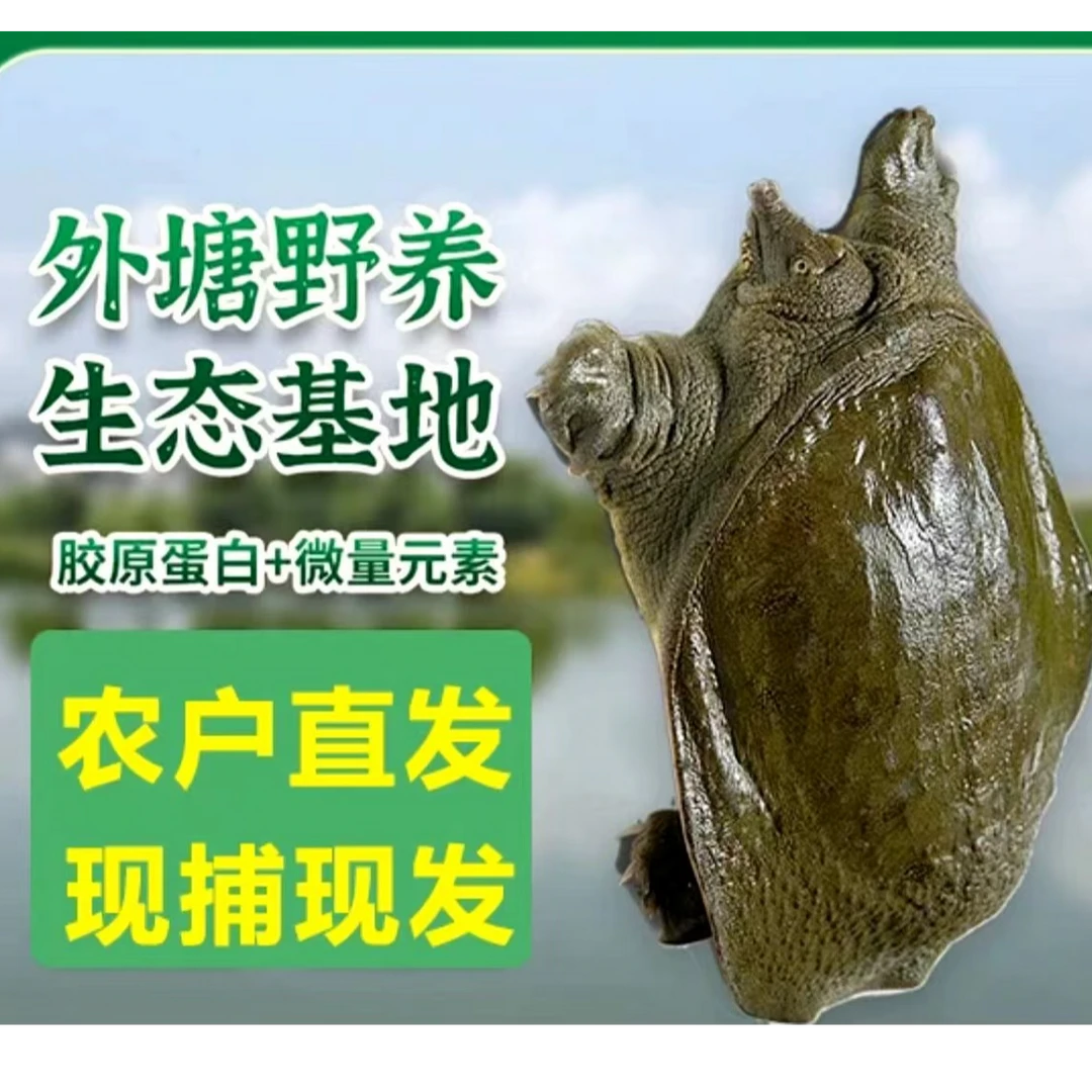 5只外塘大甲鱼共6-5斤生猛藕塘甲鱼颜色随机顺丰包邮