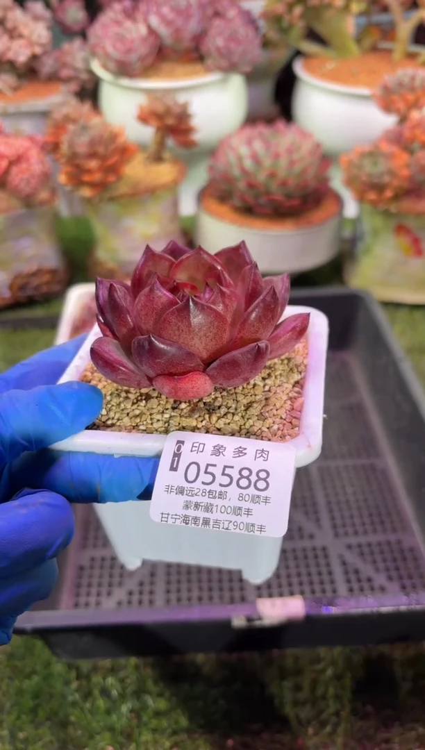 【闪购商品】05588