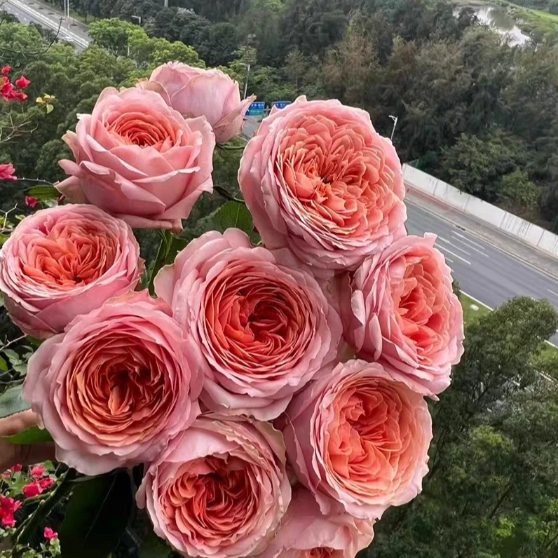 浪漫古董月季新款庭院四季盆栽切花地栽花卉