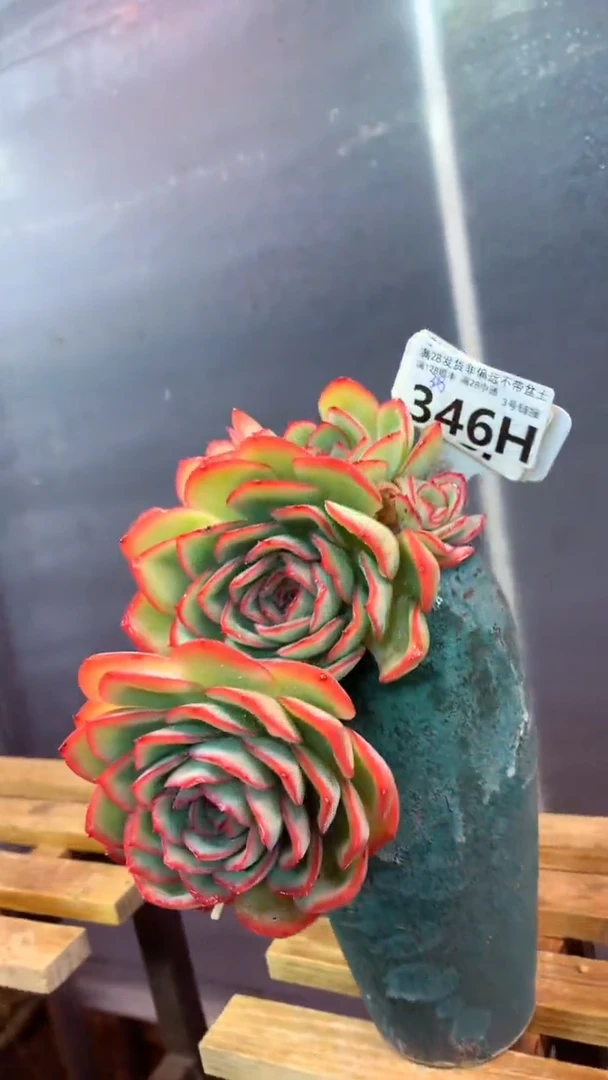 346H （一物一拍 所见即所得 满28包邮非偏远）