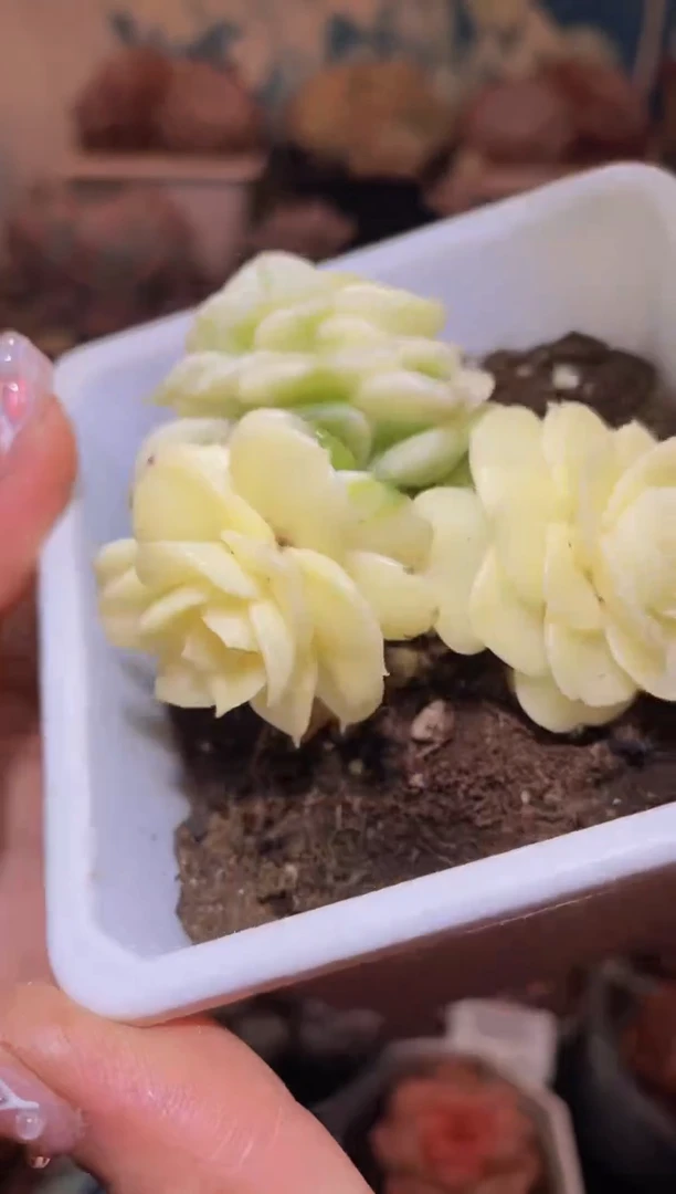 【闪购商品】038腊牡丹