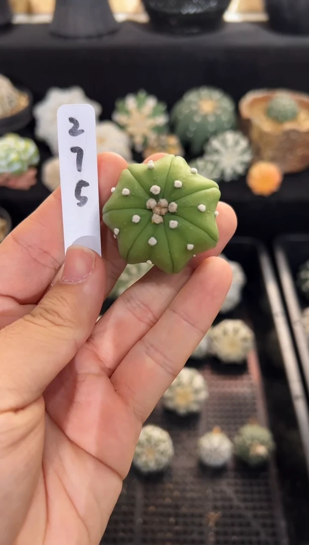 翠皮海星不含盆土实生编码275