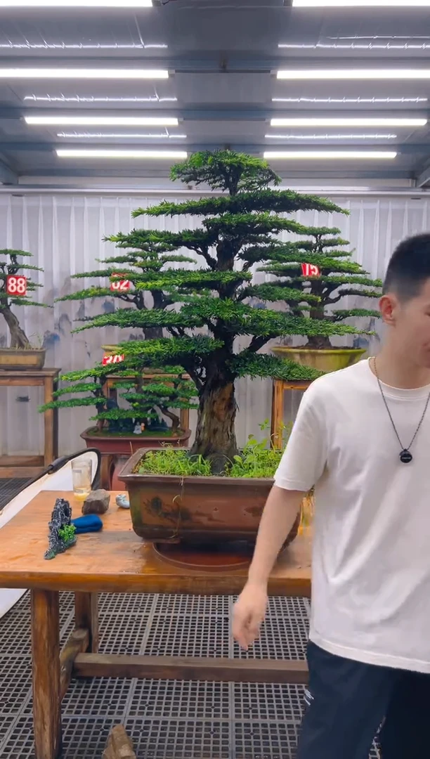 无花朵希***天精品盆景直播间一物一拍