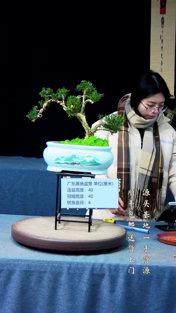 【闪购商品】黄杨盆景黄杨盆景