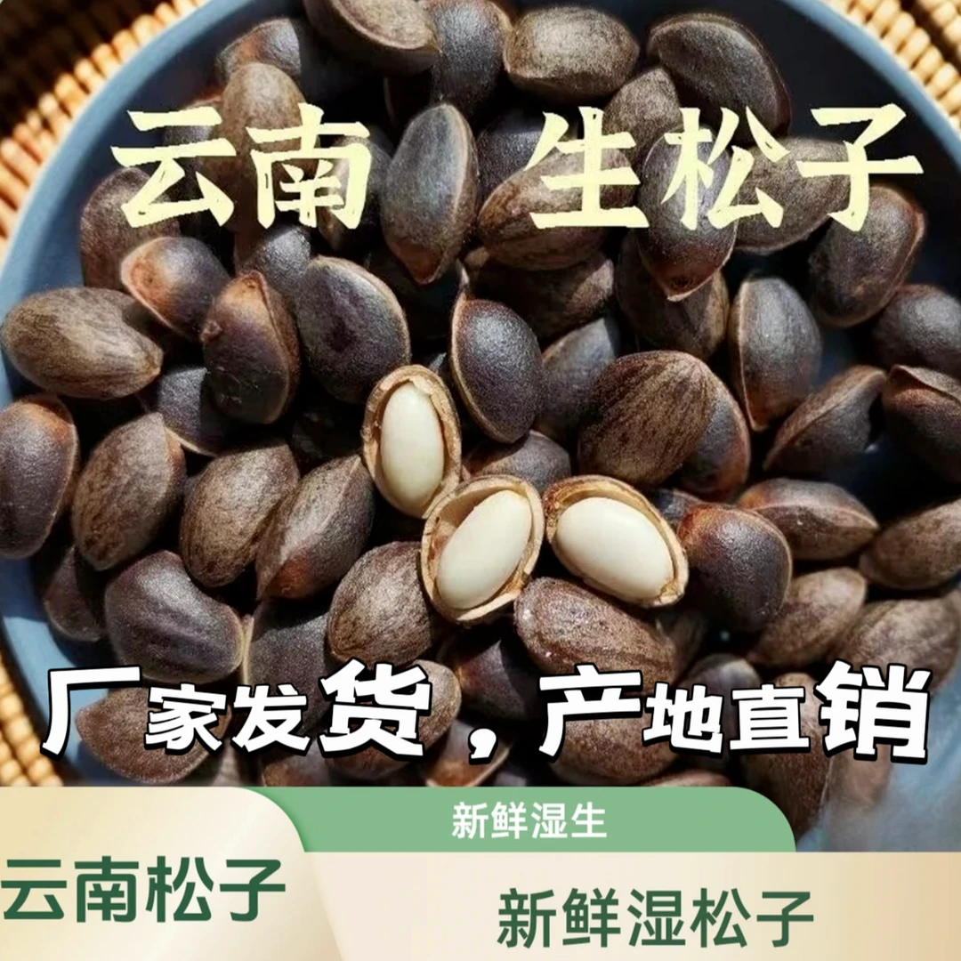 （生松子）云南新鲜松子原味未加工散装大颗粒 孕妇坚果零食