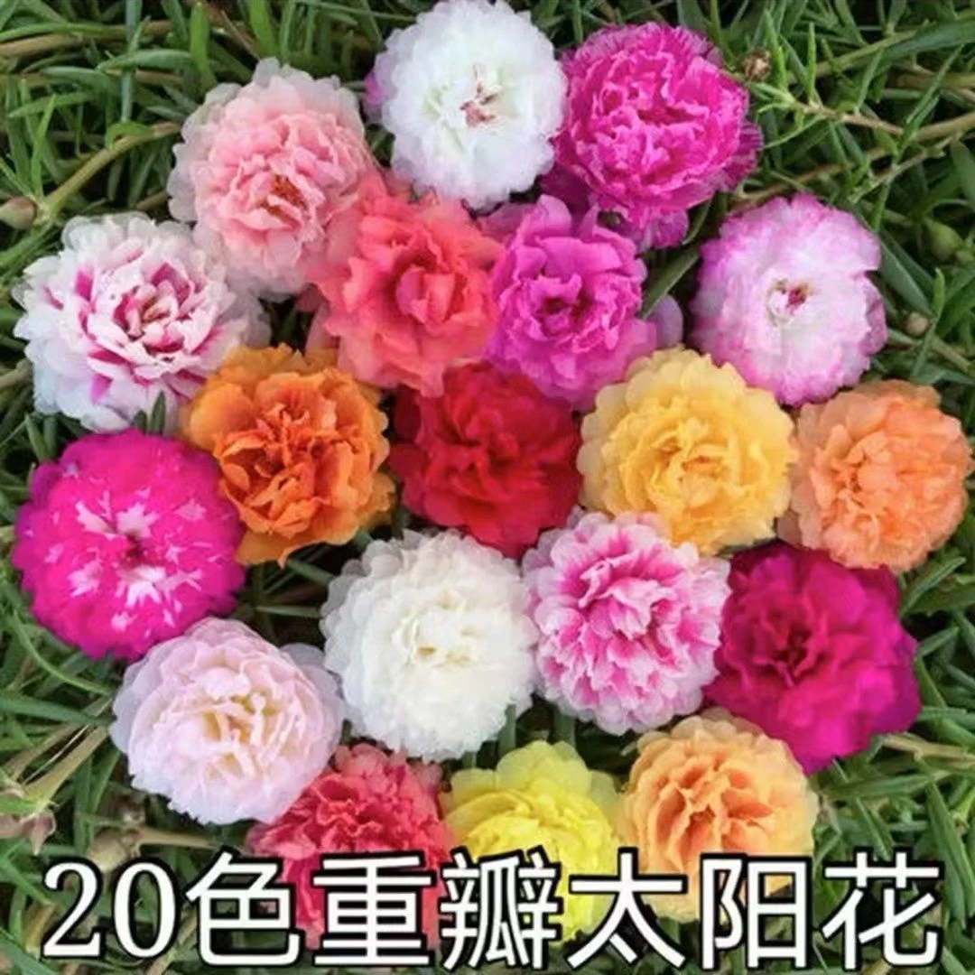 进口太阳花特大重瓣太阳花种子四季盆栽开花卉种籽易活混合花种子