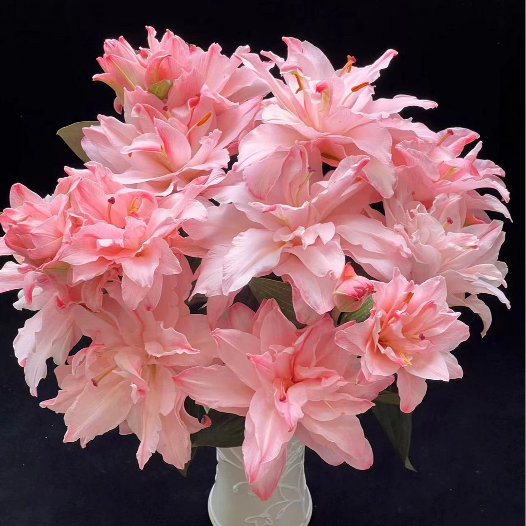 【小阿阮】 A级重瓣#布朗尼#吸色水粉色百合高级轻奢鲜花 顺丰直发