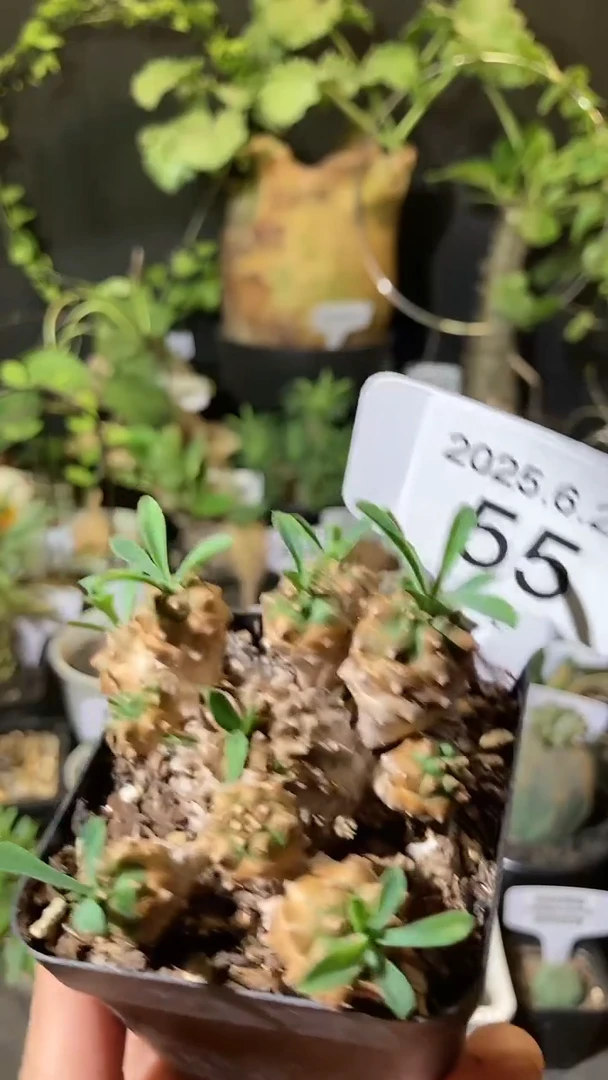55号622福利峨眉山群山