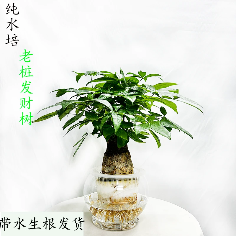 百薇绿植单杆发财树售后老桩水培水培植物懒人无土室内水培发财树